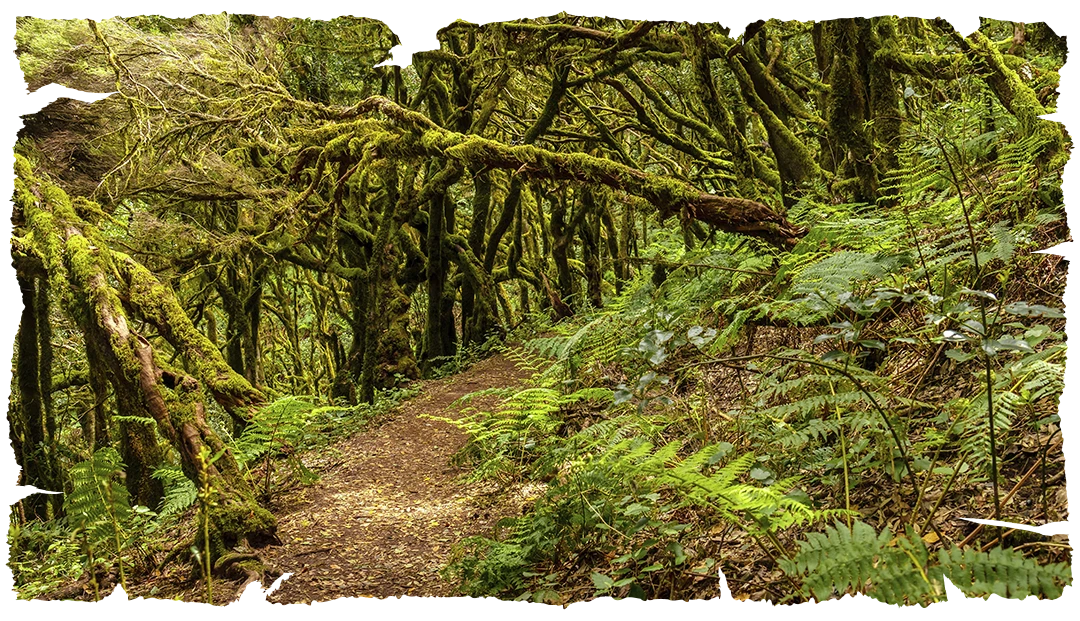 Tawayro Bosque Tenerife Canarias